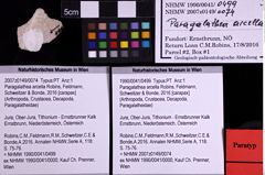 Foto (Objekt + Etiketten) von Paragalathea arcella (Robins, Feldmann, Schweitzer & Bonde, 2016) (NHMW-GEO-1990-0041-0499)